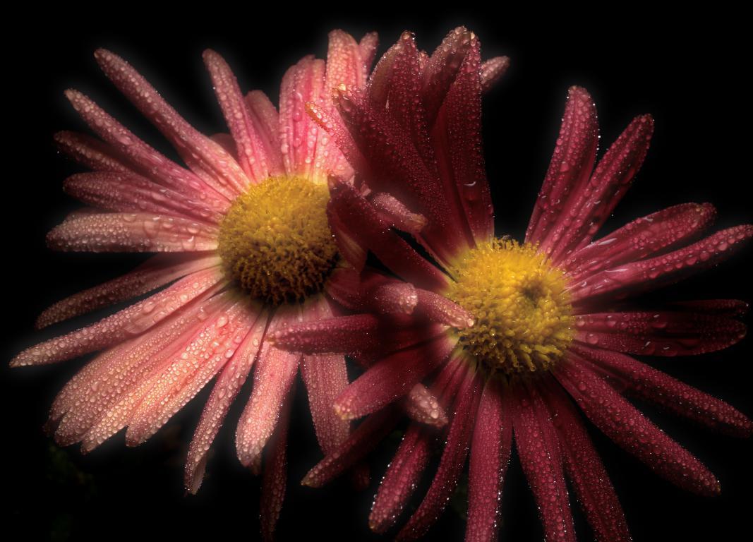 Хризантема - интерьерная фотокартина
