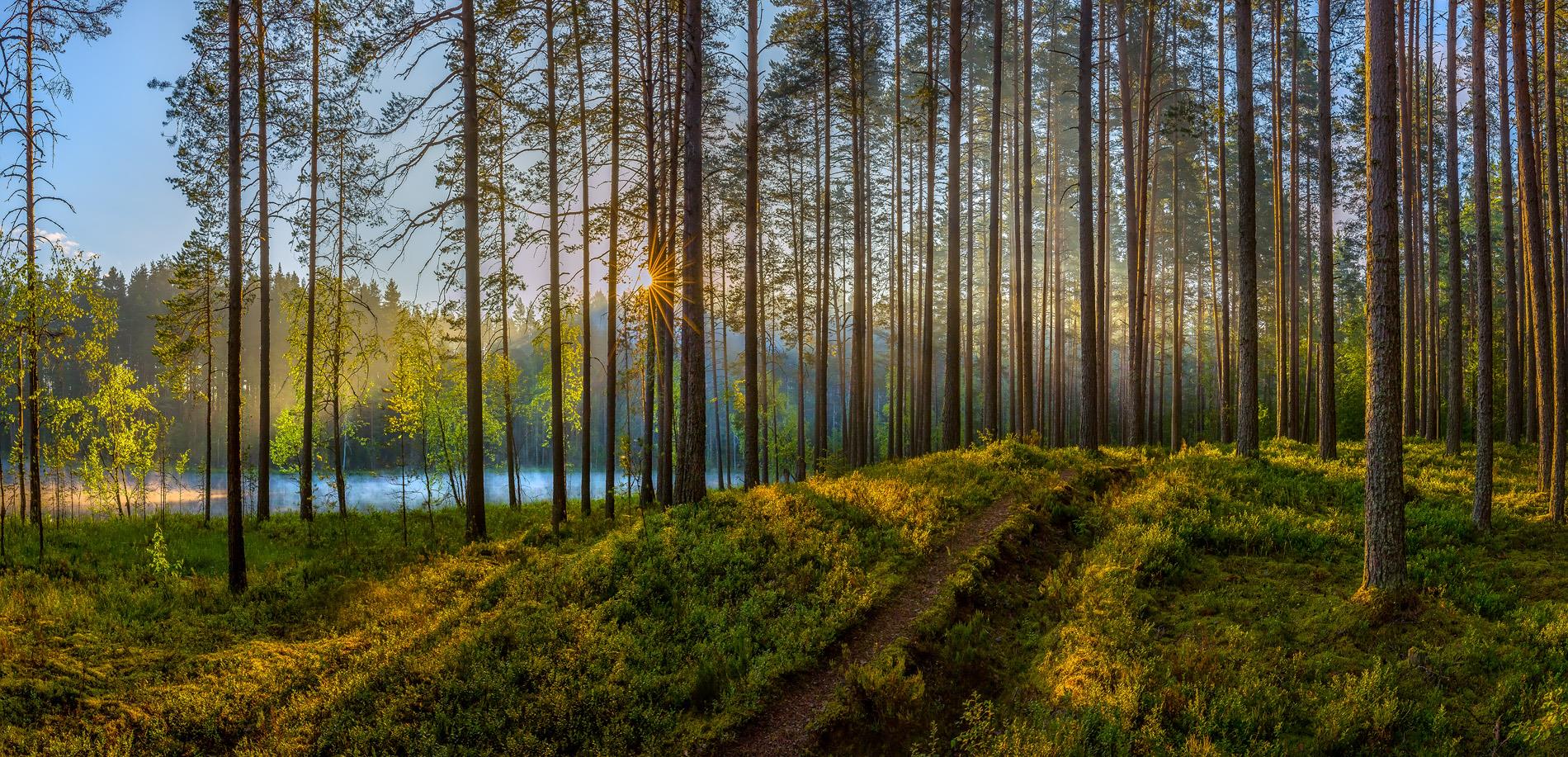Сосновый лес - интерьерная фотокартина
