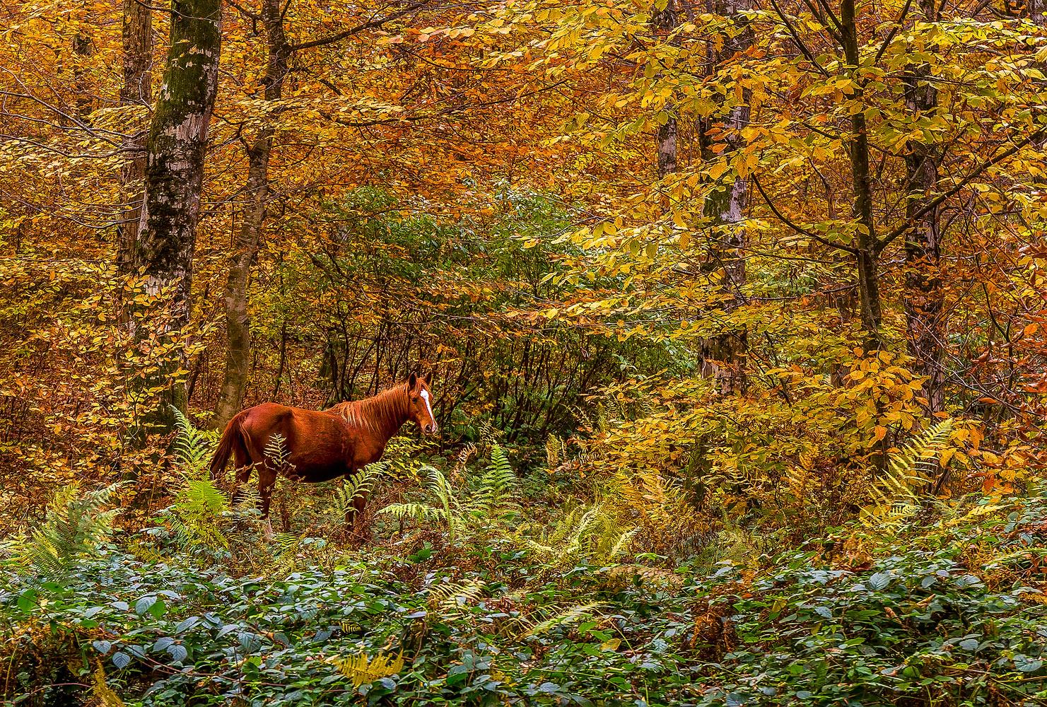 Осень в лесу - интерьерная фотокартина