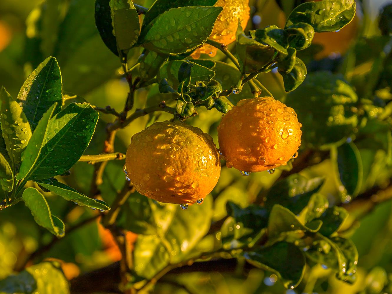 Абхазские мандарины - интерьерная фотокартина