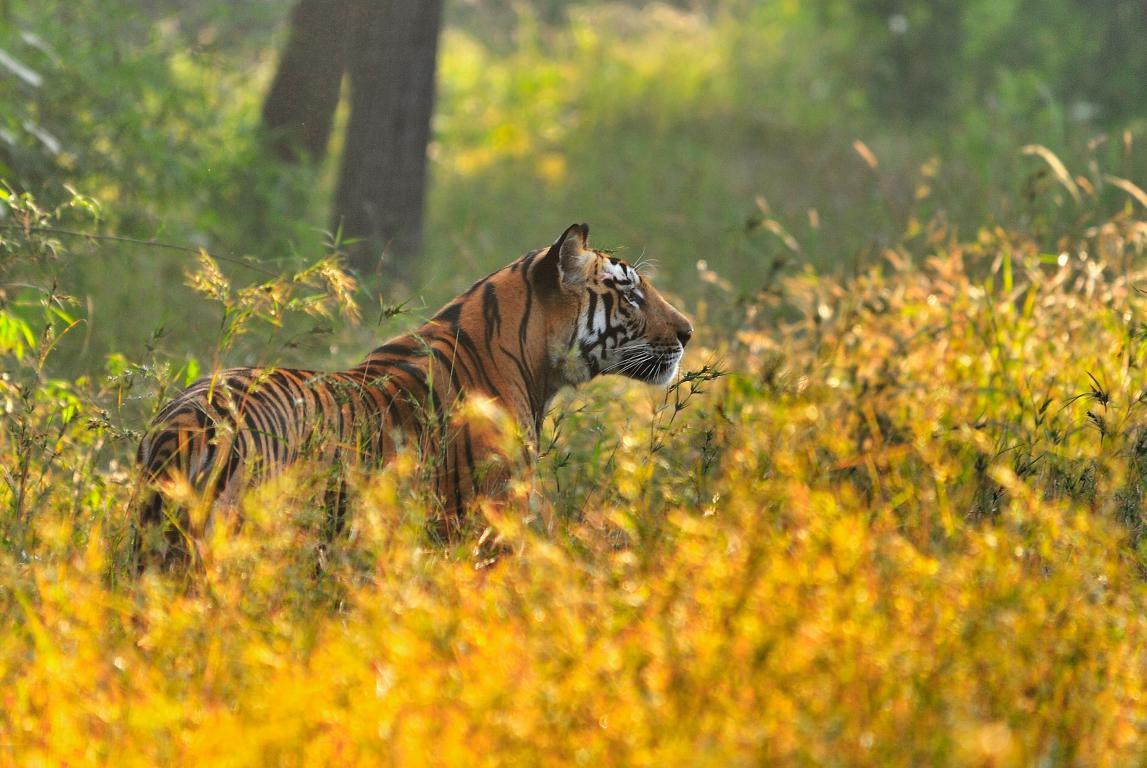Бенгальский тигр 1 - интерьерная фотокартина