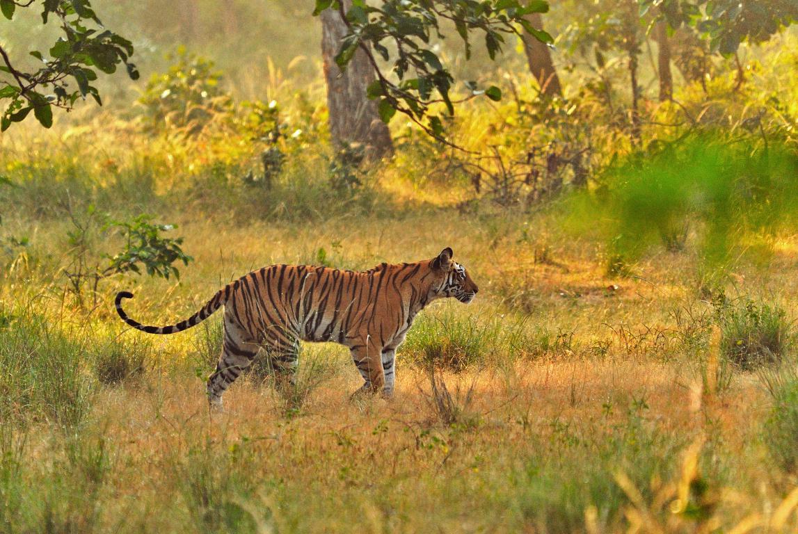 Бенгальский тигр 2 - интерьерная фотокартина