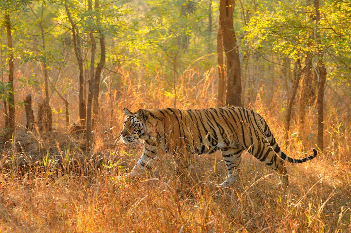 Бенгальский тигр 3 - интерьерная фотокартина