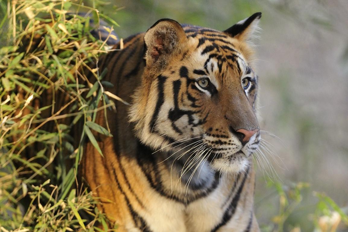Бенгальский тигр 4 - интерьерная фотокартина