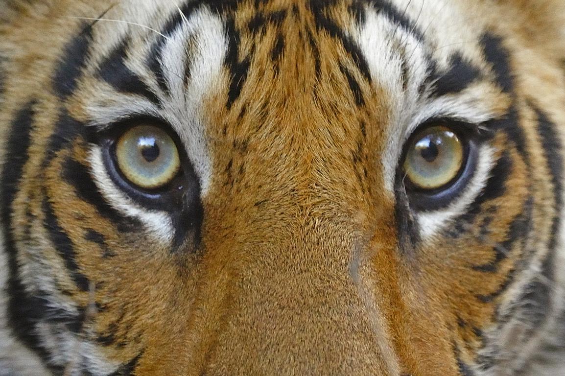 Взгляд тигра 1 - интерьерная фотокартина