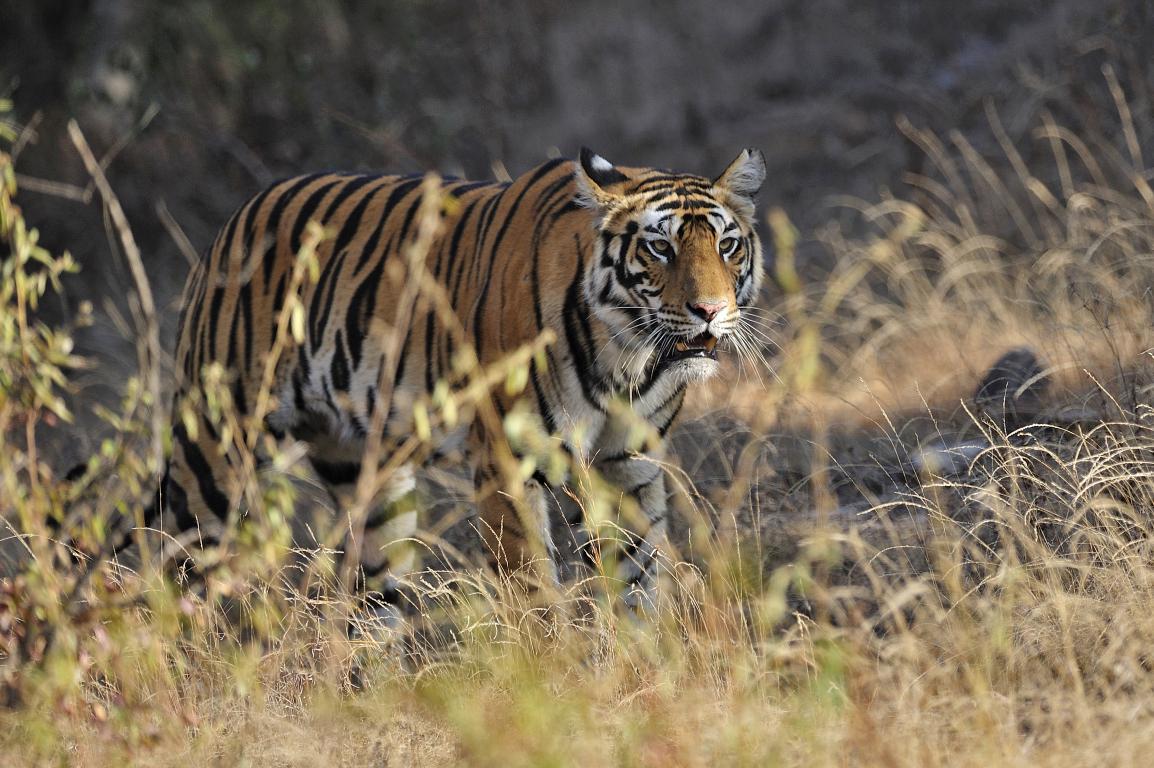 Бенгальский тигр 5 - интерьерная фотокартина