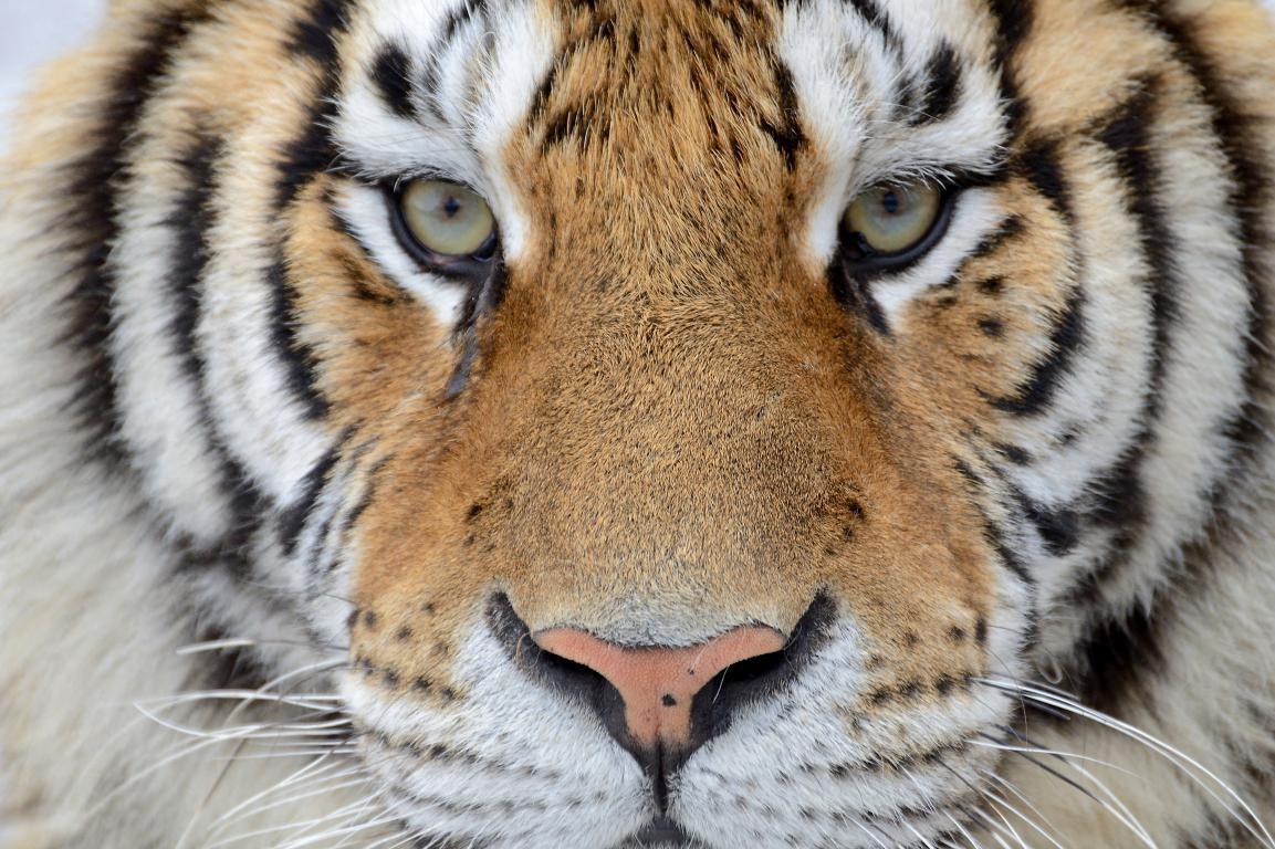 Взгляд тигра 2 - интерьерная фотокартина
