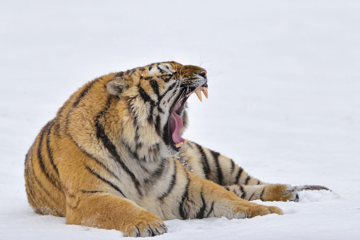 Снежный тигр 1 - интерьерная фотокартина