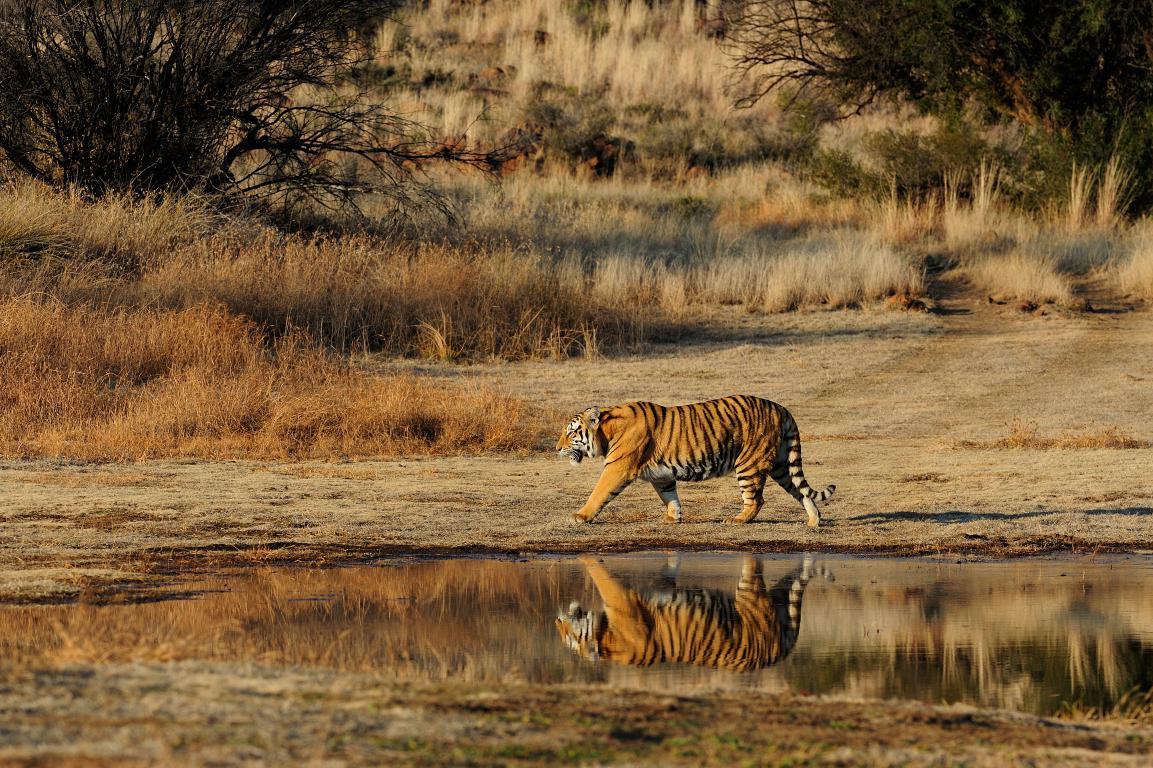 Тигровые каньоны 3 - интерьерная фотокартина