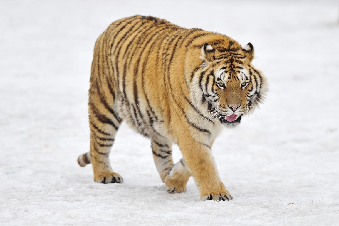 Снежный тигр 2 - интерьерная фотокартина