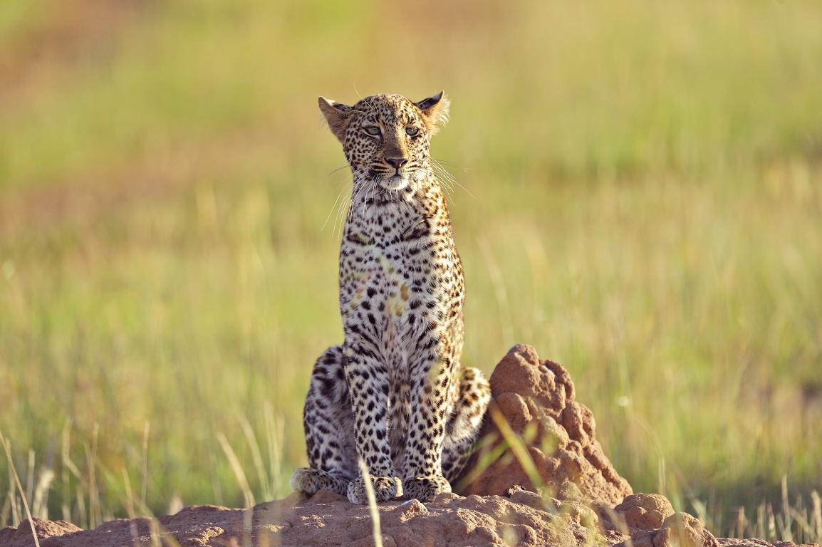 Африканский леопард 1 - интерьерная фотокартина