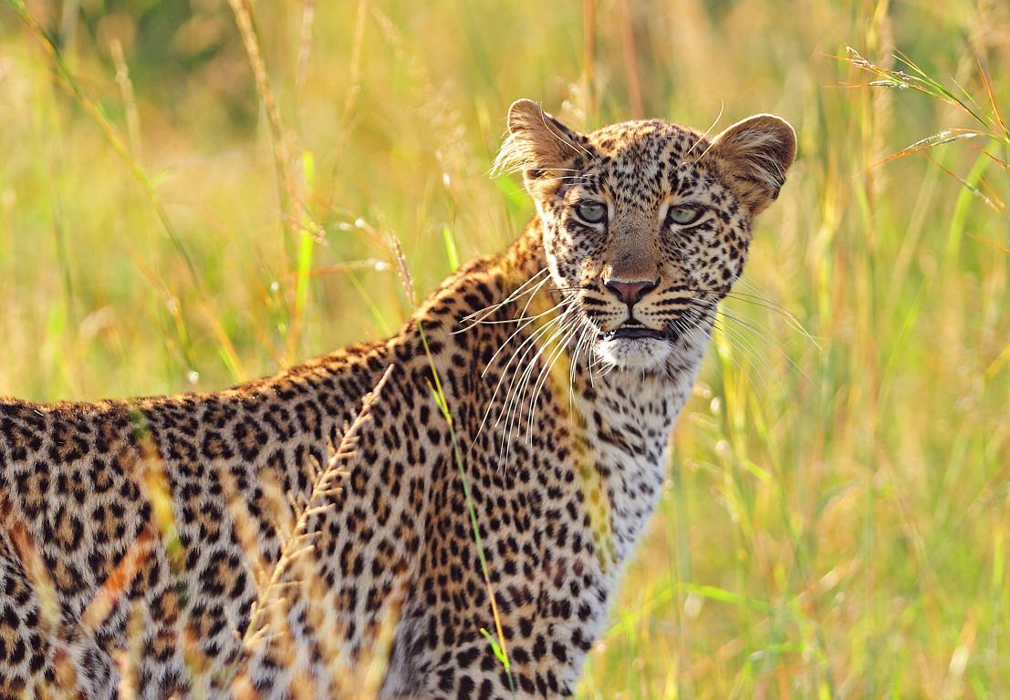 Африканский леопард 2 - интерьерная фотокартина