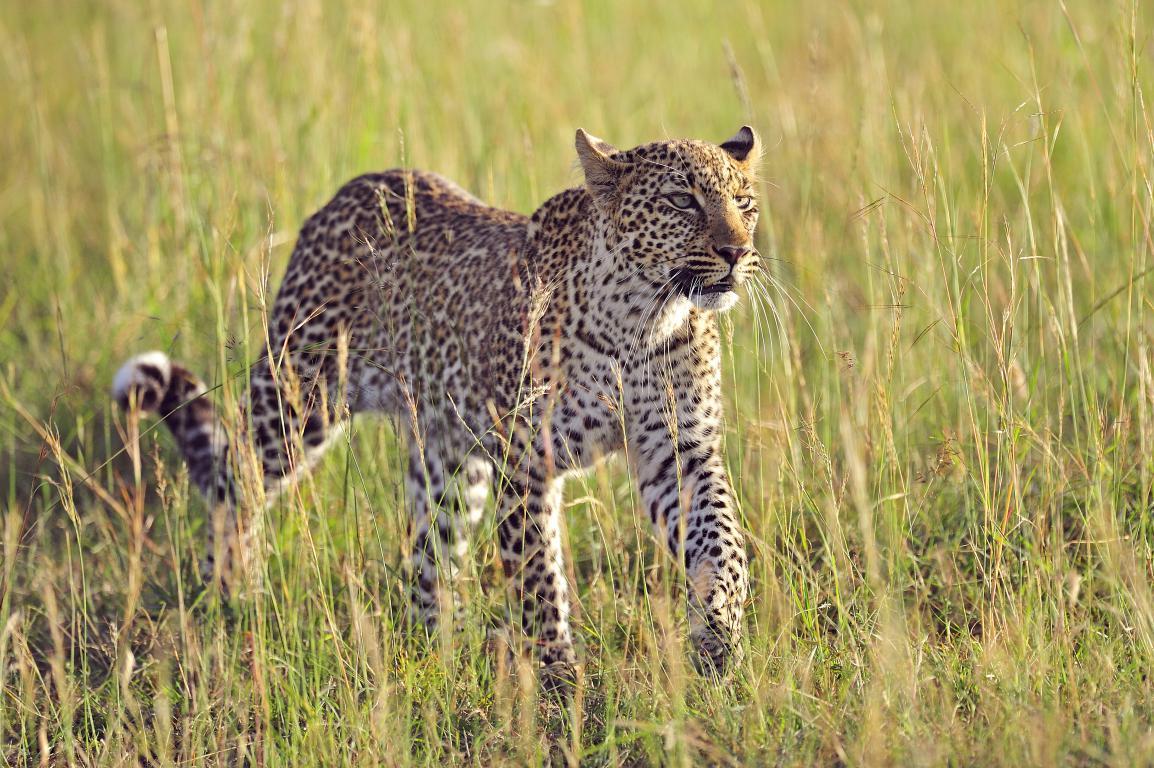 Африканский леопард 3 - интерьерная фотокартина