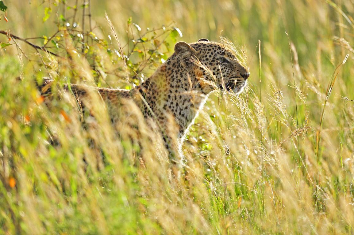 Африканский леопард 4 - интерьерная фотокартина