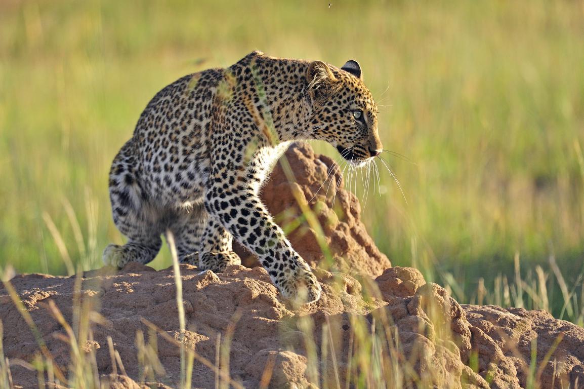 Африканский леопард 6 - интерьерная фотокартина