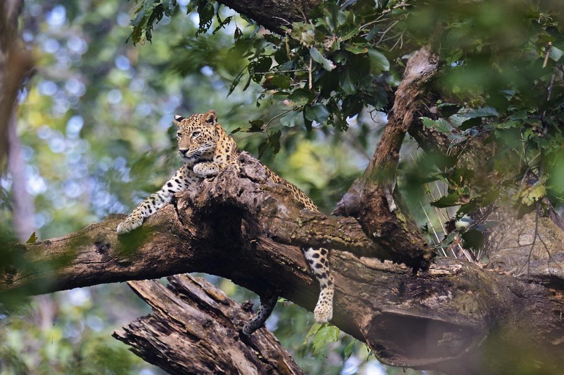 Индийский леопард - интерьерная фотокартина
