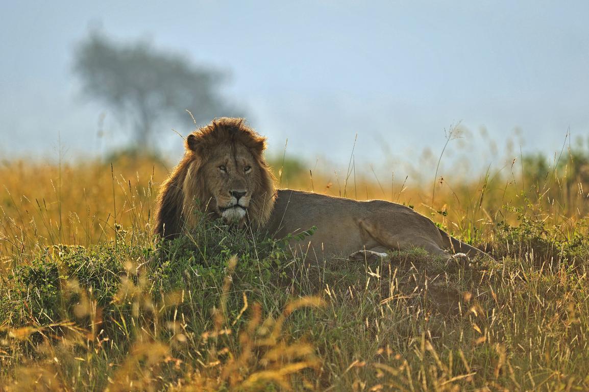 Танзанийский король - интерьерная фотокартина