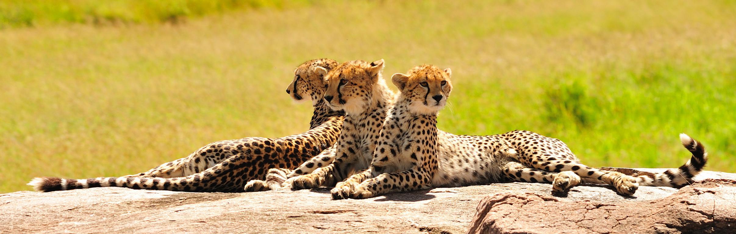 Африканские гепарды - интерьерная фотокартина