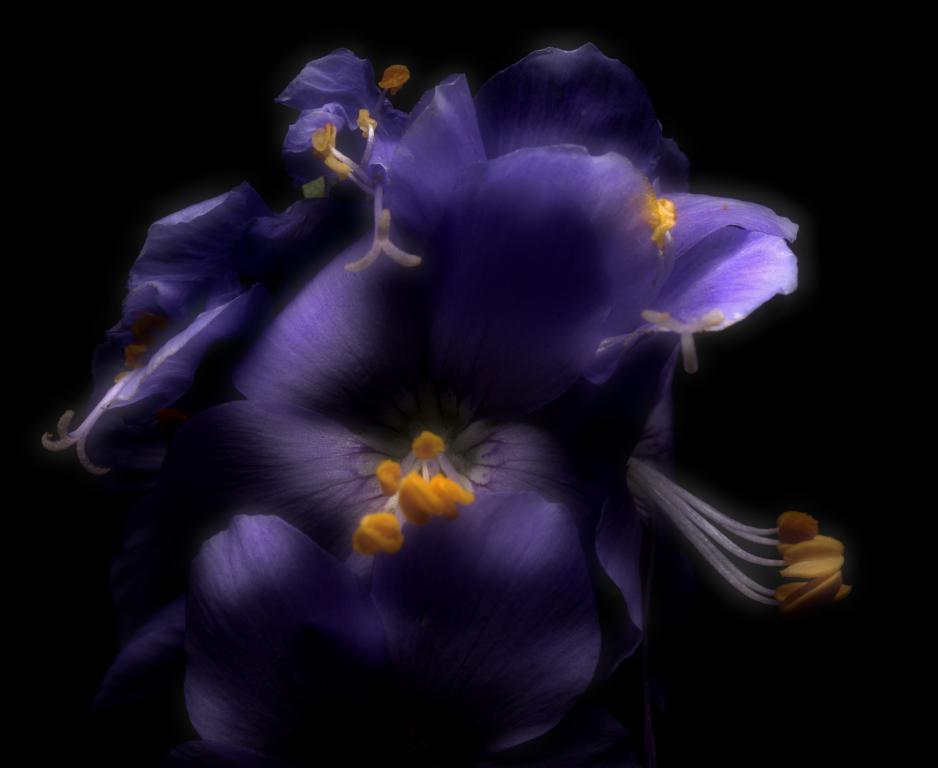 Лазурный цветок - интерьерная фотокартина