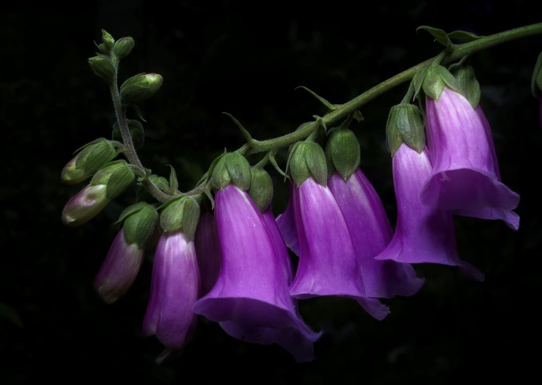 Пурпур - интерьерная фотокартина