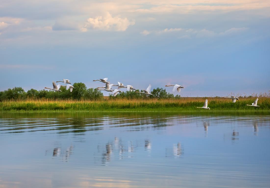 Лебеди в дельте Волги - интерьерная фотокартина