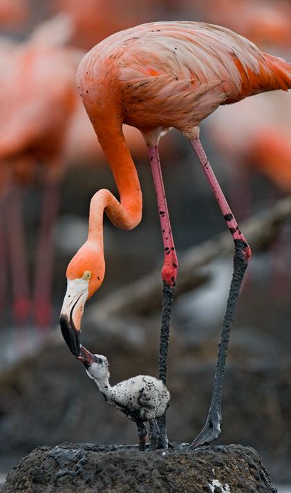 Фламинго с птенцом - интерьерная фотокартина