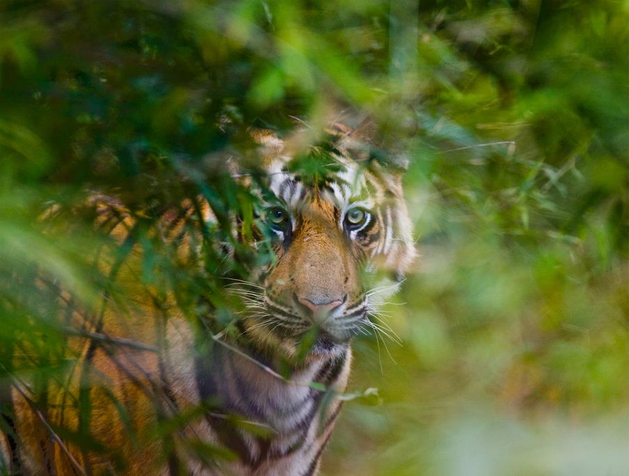 Взгляд тигра из джунглей - интерьерная фотокартина