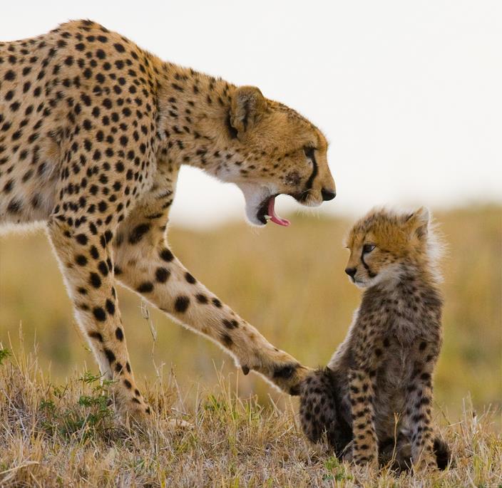 Гепард с детенышем - интерьерная фотокартина
