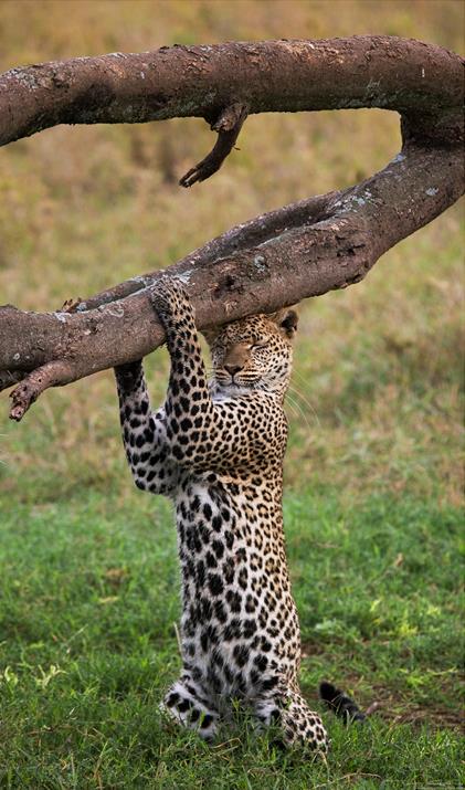 Фотокартина Леопард с деревом