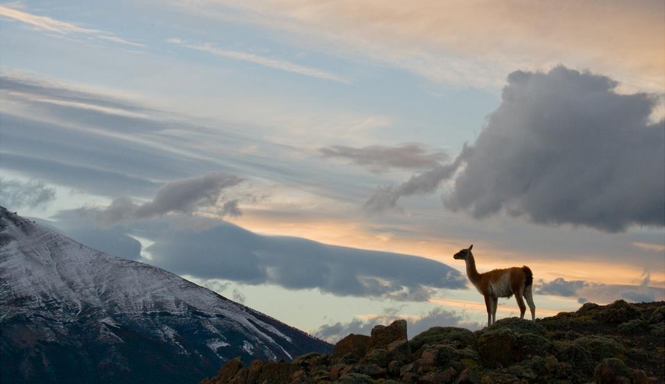 Гуанако на фоне горных вершин - интерьерная фотокартина