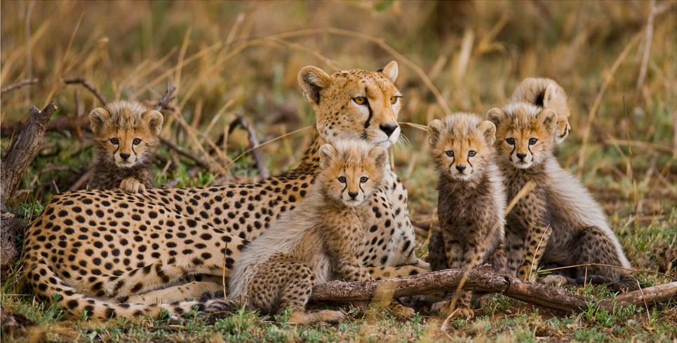 Семья гепардов - интерьерная фотокартина