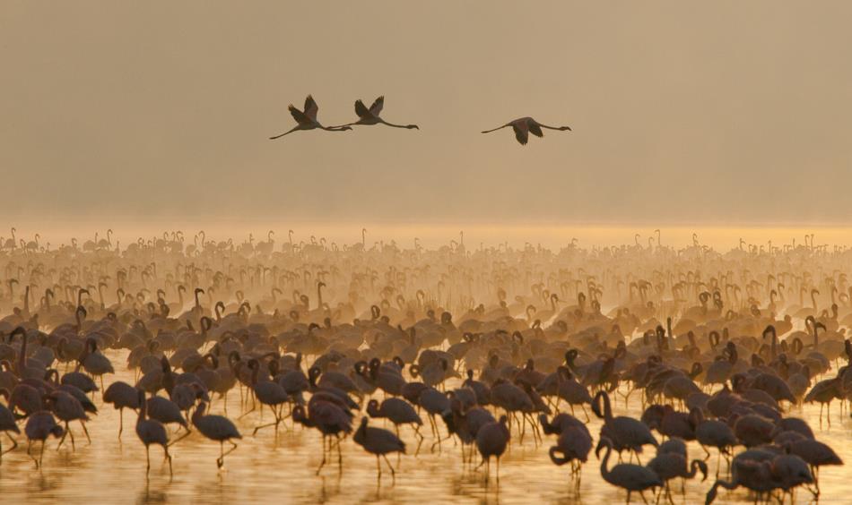 Фламинго на озере Накуру 1 - интерьерная фотокартина