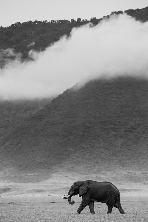 Слон в Кратере Нгоронгоро - интерьерная фотокартина