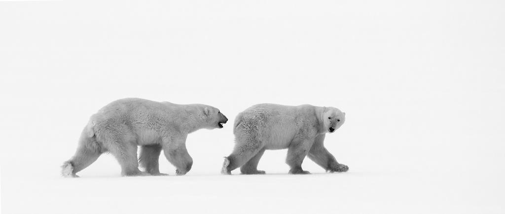 Белые медведи - интерьерная фотокартина
