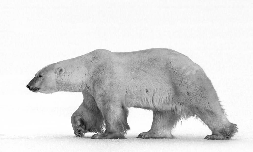 Белый медведь - интерьерная фотокартина