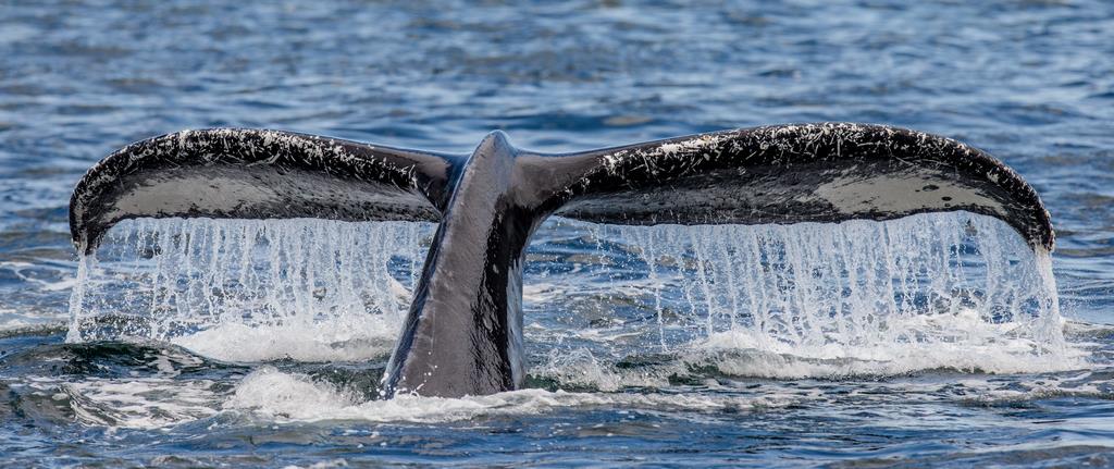 Хвост горбатого кита - интерьерная фотокартина
