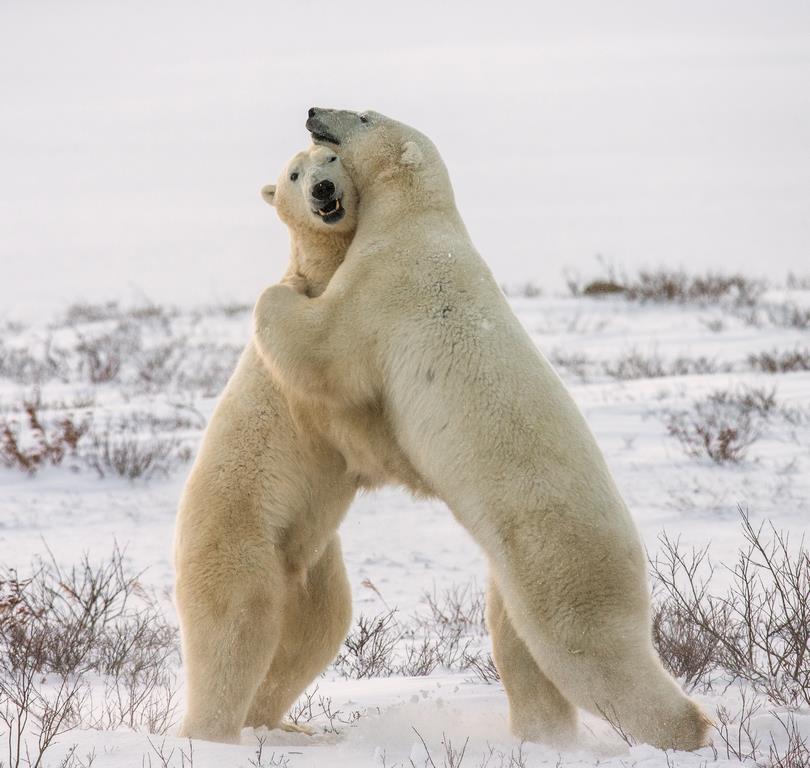 Фотокартина Полярные медведи