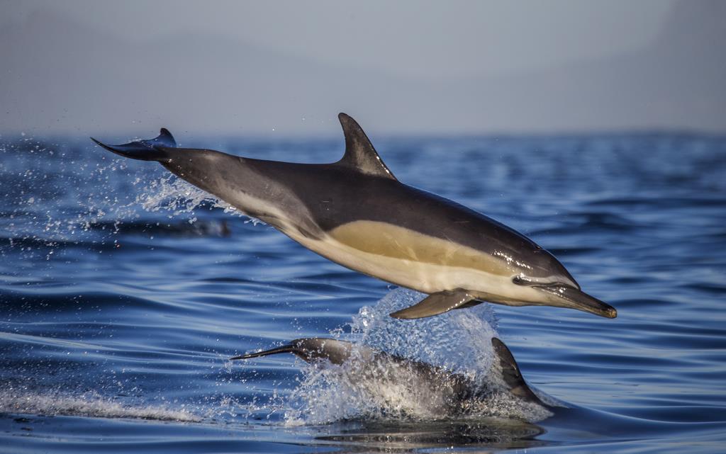 Прыжок дельфина - интерьерная фотокартина
