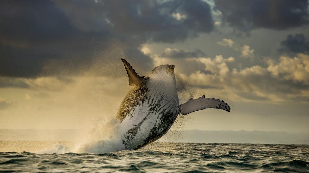 Прыжок горбатого кита - интерьерная фотокартина