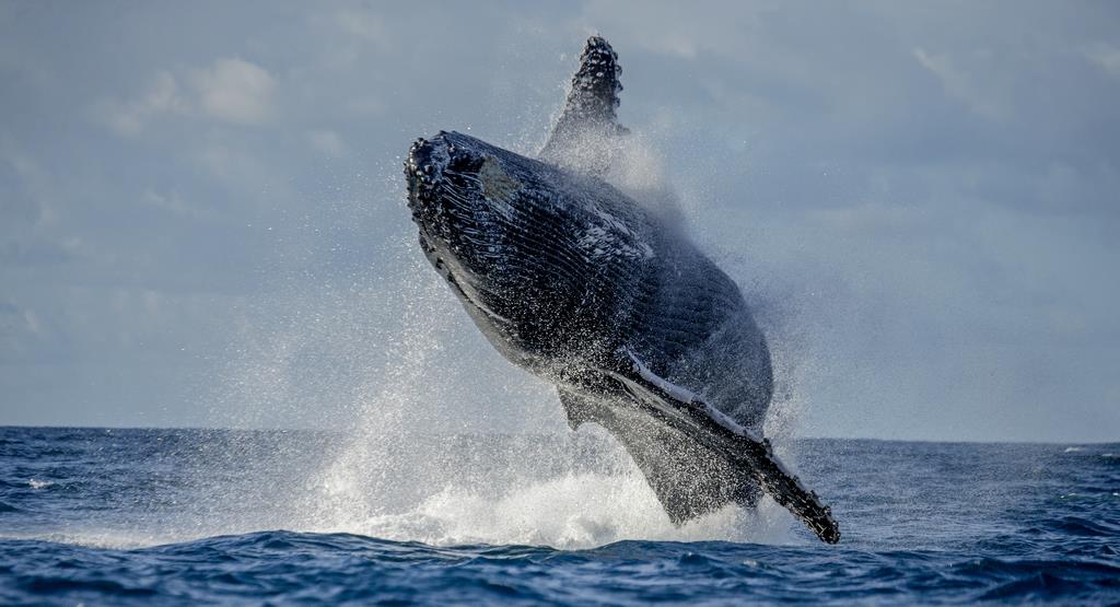 Горбатый кит 1 - интерьерная фотокартина