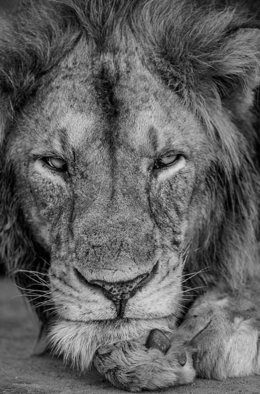Портрет льва 2 - интерьерная фотокартина