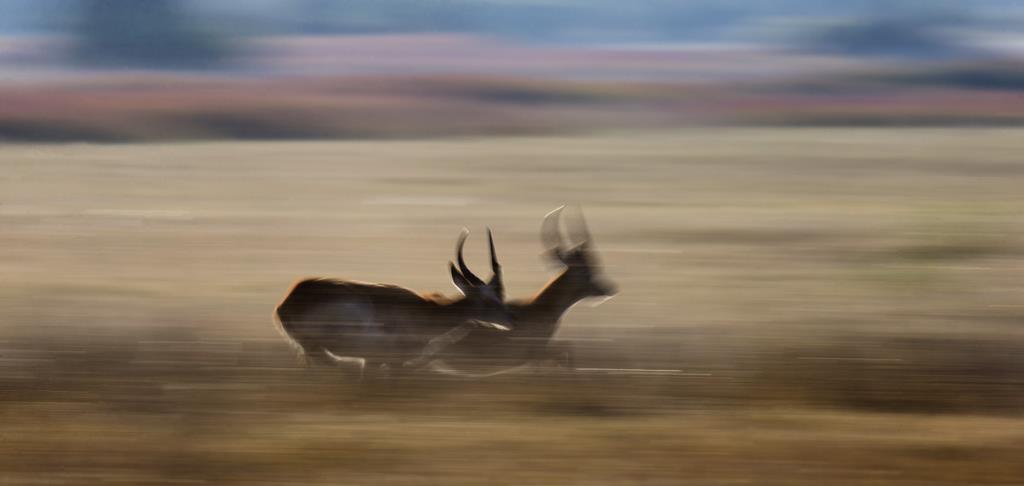 Бегущие антилопы - интерьерная фотокартина