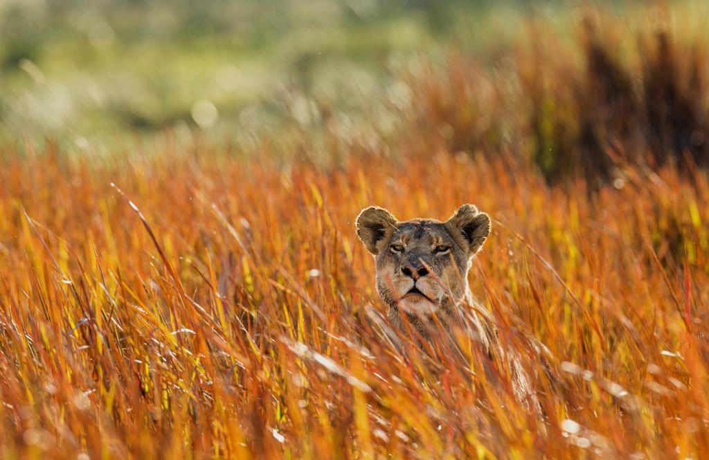 Львица на охоте - интерьерная фотокартина