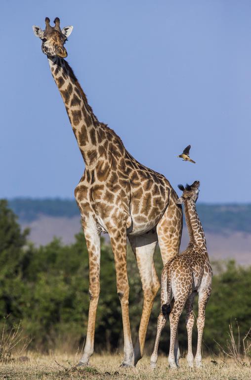 Жирафы - интерьерная фотокартина