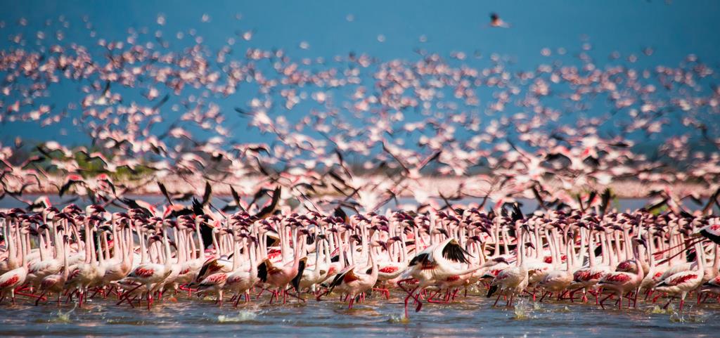 Фламинго на озере - интерьерная фотокартина