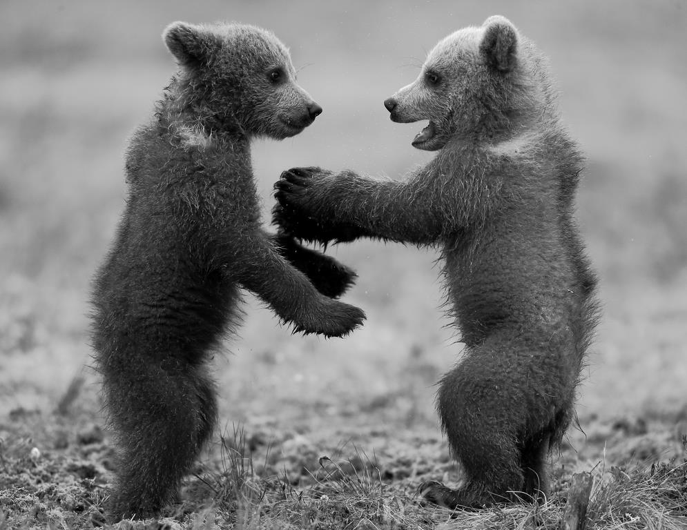 Фотокартина Два медвежонка