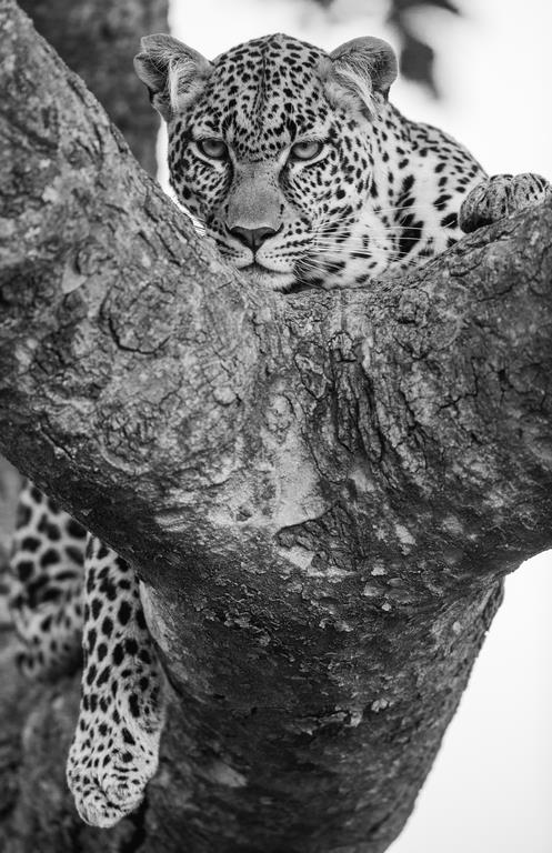 Леопард на дереве - интерьерная фотокартина