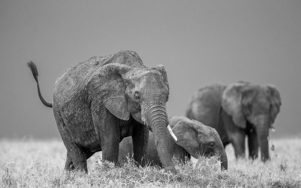 Слоны в саванне - интерьерная фотокартина