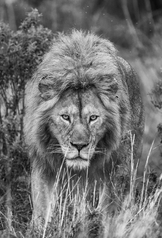 Взгляд льва - интерьерная фотокартина