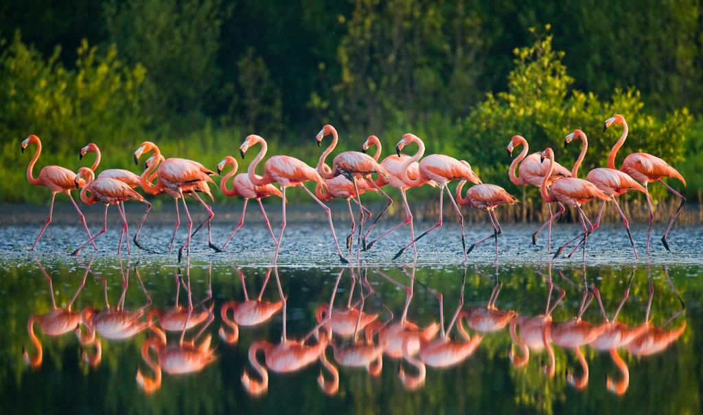 Карибские фламинго - интерьерная фотокартина